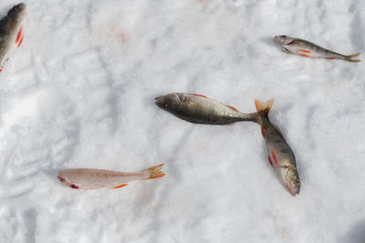 High angle view of fish swimming in sea