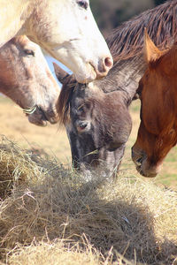 Horses in the field