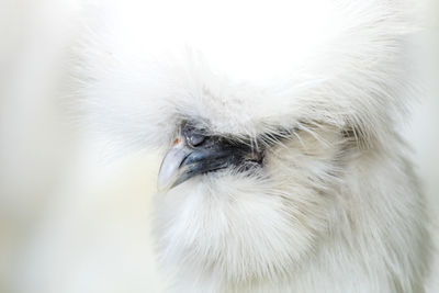 Close up silkie chicken face with blur background