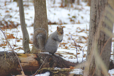 Squirrel sitting on tree trunk