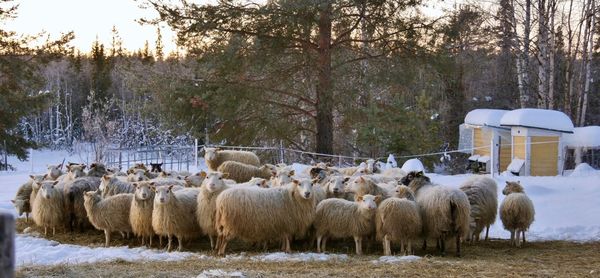 Flock of sheep on snow covered landscape