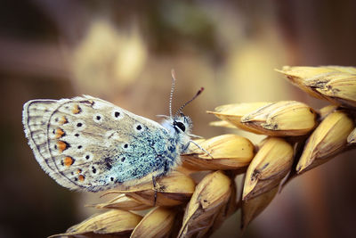 Close-up of butterfly pollinating flower