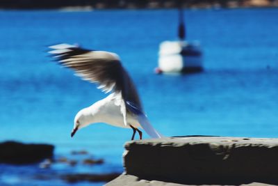 Seagull flying over sea