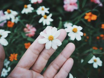 Close-up of man holding white flowering plants