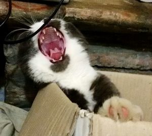 Close-up of cat yawning