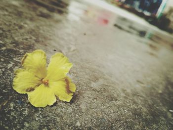 Close-up of yellow flowering plant