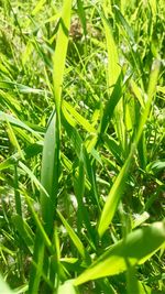 High angle view of grass growing on field