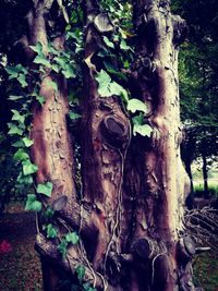Close-up of tree trunk