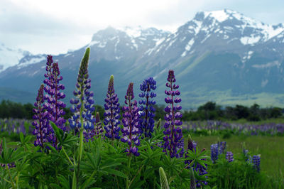 Close-up of lavender blooming on field against mountains