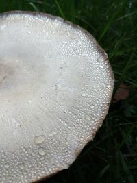 Close-up of wet mushroom on field
