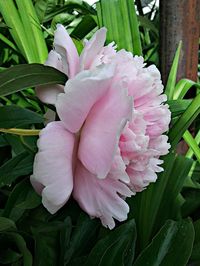 Close-up of pink rose flower