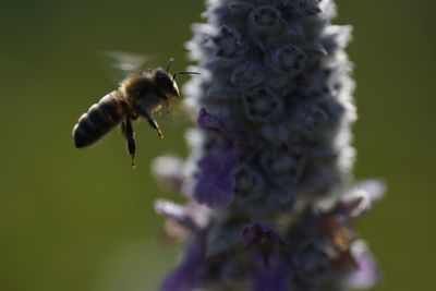 Close-up of bee on flower