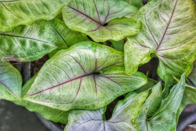 Full frame shot of green leaf