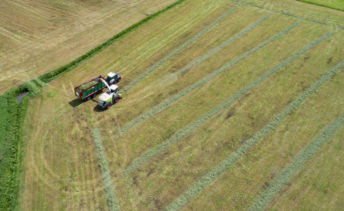 Grass harvester and tractor in the grass chop for animal feed