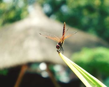 Close-up of damselfly on plant