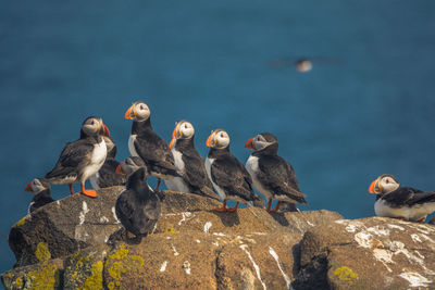 Seagulls perching on rock in sea