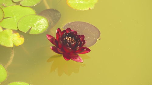 Close-up of insect on red flower