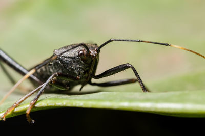 Close-up of assassin bug on green leaf