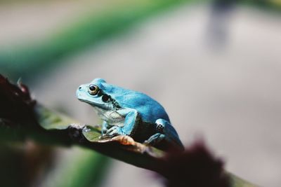 Close-up of hand holding turtle