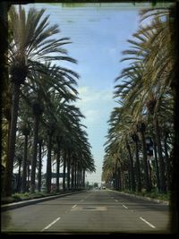 Empty road along trees