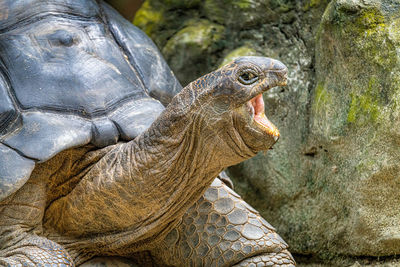 Close-up of a turtle