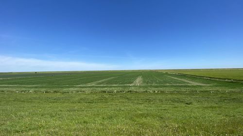 Scenic view of agricultural field against blue sky