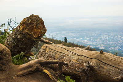 Close-up of tree on rock against sky