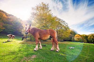 Horses grazing on land