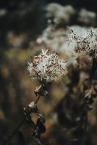 Close-up of wilted plant