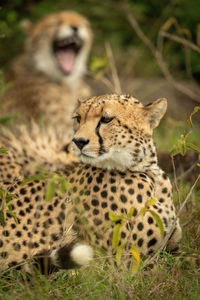 Close-up of cheetah lying by yawning cub