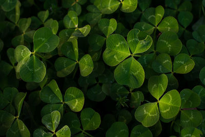 Full frame shot of leaves