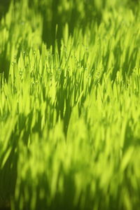 Cat grass is