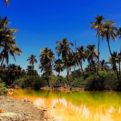 Reflection of palm trees in water