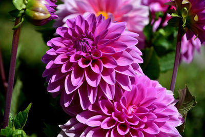 Close-up of pink dahlia flowers