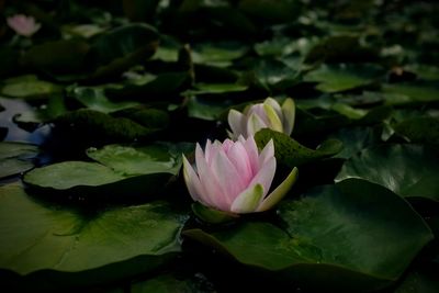 Lotus water lily in lake