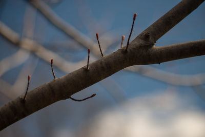 Low angle view of branches against sky