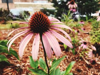 Close-up of coneflowers blooming outdoors