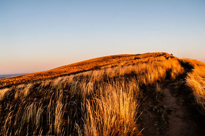 Scenic view of field against clear sky during sunset