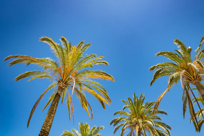 Low angle view of palm trees against blue sky