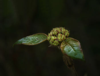 Close-up of flower bud