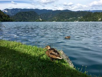 Ducks on lake bled against sky