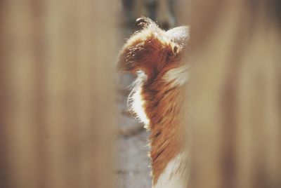 Close-up of horse