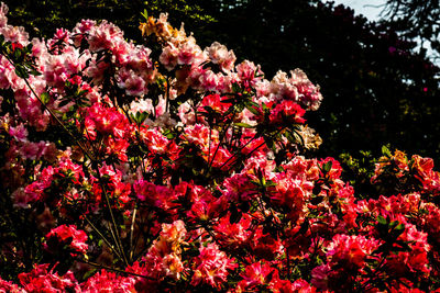 Pink flowering plants in garden