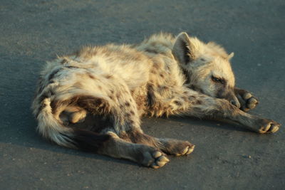 Cat sleeping in a city