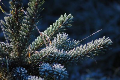 Close-up of pine tree during winter