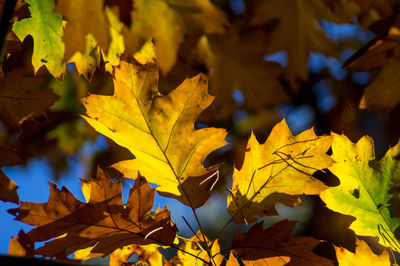 Close-up of leaves on ground
