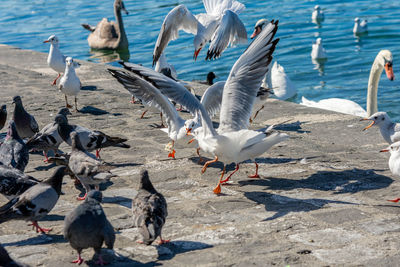 Flock of birds on beach