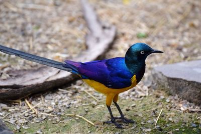 Close-up of bird perching on a field