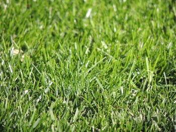 Full frame shot of grass