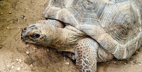 Close-up of tortoise